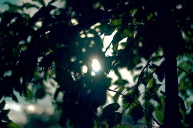 Güzel botanik fotoğrafı, doğal duvar kağıdı.