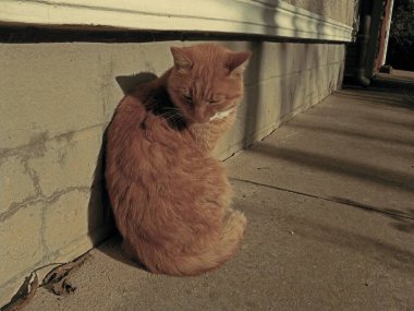 Sokakta kırmızı kedi