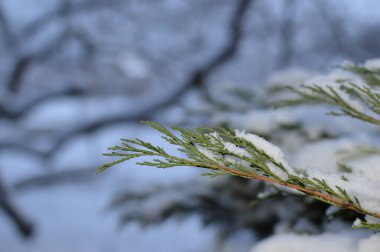 Karda ladin dalları. Karlı Noel ağacı. Karda yılbaşı ağacı dalı, kış tatili..