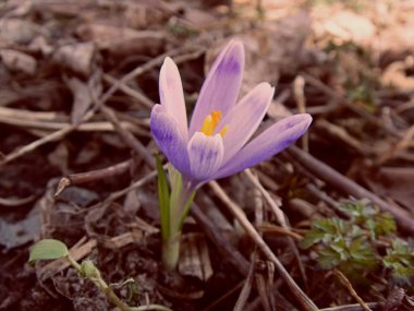 Ormanda Crocus çiçeği