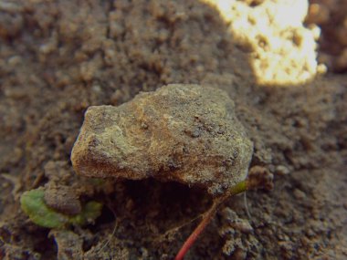 Yerdeki bir mantarı kapat.