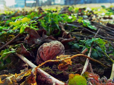 Ormanda sonbahar yaprakları