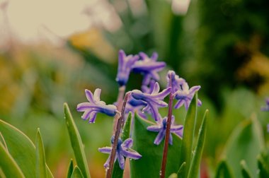Bahçedeki güzel çiçekler