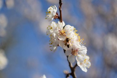 Bahçedeki güzel beyaz çiçekler
