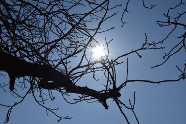 Mavi gökyüzü olan bir ağacın dalları