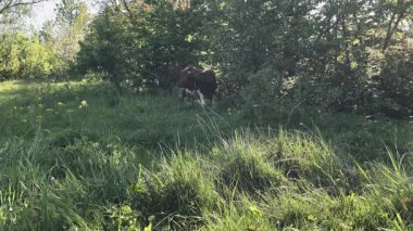 Çayırda otlayan inek.