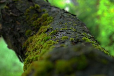 Ağaçta yeşil yosun