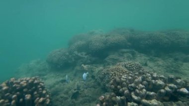 Sudaki mercan resifi, sualtı dünyası nuku hiva, Fransız Polinezyası