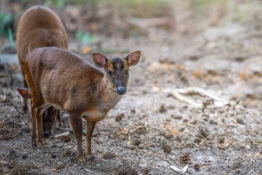 Çinli munçak, Muntiacus reevesi. Muntjac gölgedeki kumda yatıyor..