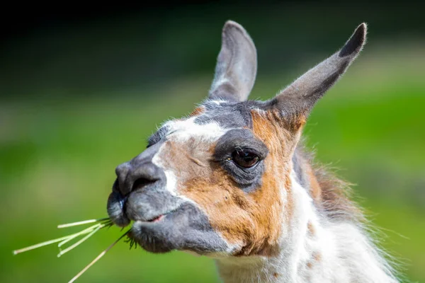 Lama Schaut Die Kamera Und Isst Gras Nahaufnahme Eines Lamas — Stockfoto