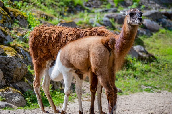 Küçük lama anne sütü içer. Lama yavrusu süt içer, sarı lama yavrusunu Peru dağlarında besler..