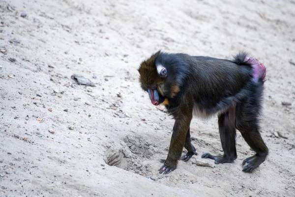 Mandrill Chodzi Piasku Małpa Idzie Widoku Strony Piasku — Zdjęcie stockowe