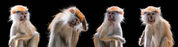 Porträt Eines Affen Auf Schwarzem Hintergrund Gemeinsame Patas Affe Erythrocebus — Stockfoto