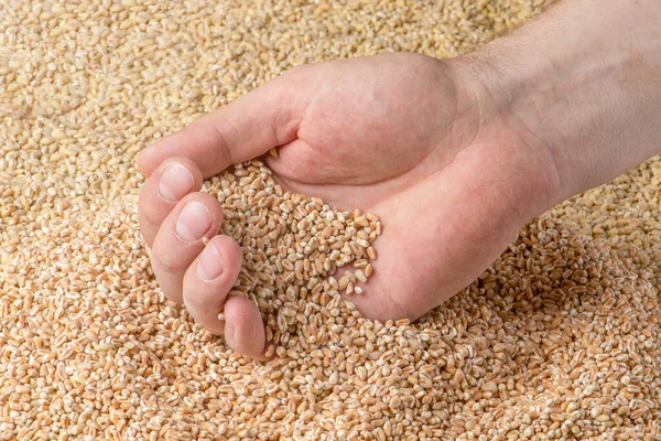 Wheat harvest. Grains of wheat in the hand as a symbol of the harvest. Food crisis and grain shortage