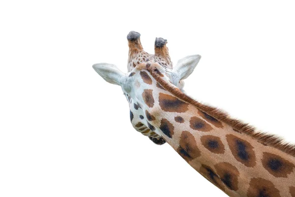 Girafa Isolada Sobre Fundo Branco Close Uma Cabeça Girafas — Fotografia de Stock