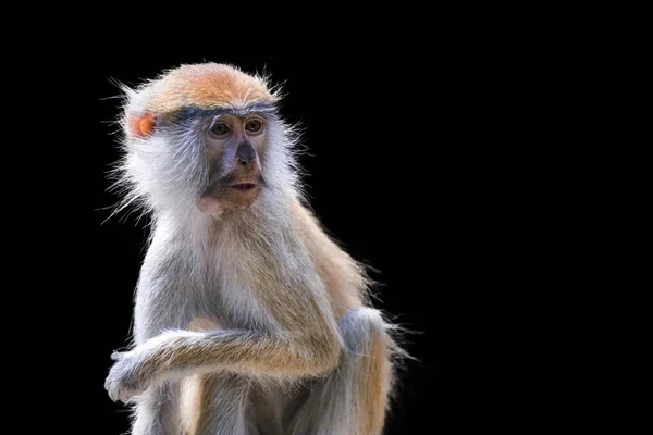 Retrato Mono Sobre Fondo Negro Mono Común Patas Erythrocebus Patas — Foto de Stock