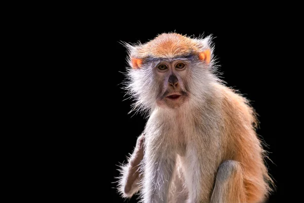 Ritratto Scimmia Sfondo Nero Scimmia Pata Comune Erythrocebus Patas Isolata — Foto Stock
