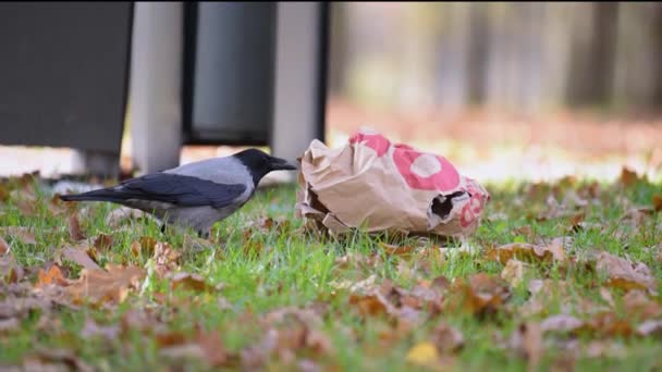 鳥は害虫であり ゴミの中のカラスの糞です カラスがくちばしで紙袋をゴミ缶の近くに開ける — ストック動画