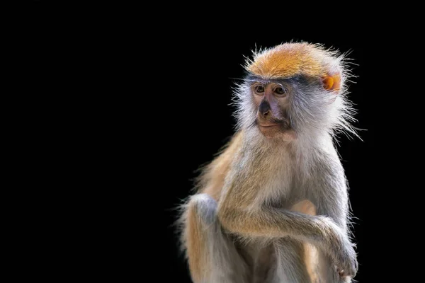Portret Małpy Czarnym Tle Częste Patas Monkey Erythrocebus Patas Izolowane — Zdjęcie stockowe