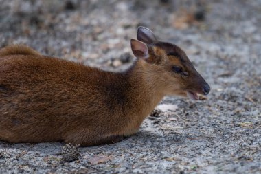 Çinli munçak, Muntiacus reevesi. Muntjac gölgedeki kumda yatıyor..