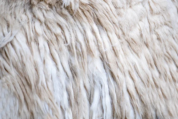 Textura Pele Llama Close Lama Branco Lanoso Vista Lateral — Fotografia de Stock
