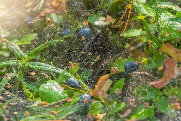 Spider web in the forest. A cobweb on a bush of ripe blueberries, a spider catches insects in the forest