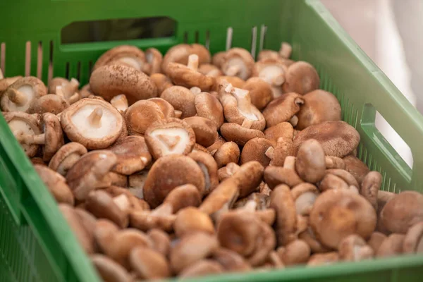 Fresh shiitake mushrooms at the farmers market. Mushrooms in a tray at an Asian market, close-up. High quality photo