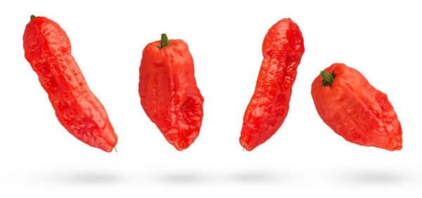 Long Habanero Peppers White Isolated Background Habanero Peppers Different Sizes — Stock Photo, Image