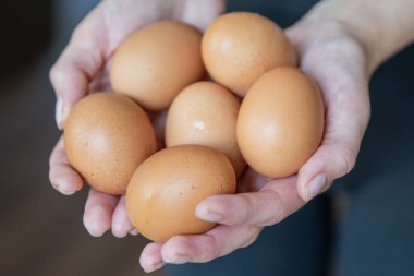 Bir kadın eli bir sürü taze tavuk yumurtasını yakından tutar. Omlet ya da haşlanmış yumurta hazırlama süreci. Yüksek kalite fotoğraf