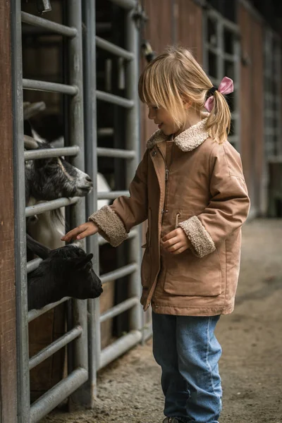 stock image Happy little caucasian girl petting goats through the bars of the paddock at the farm