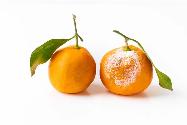 Fresh Bad Rotten Tangerine Isolated White Background Citrus Clementine Green — Stock Photo, Image