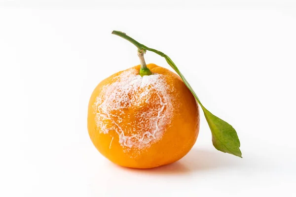 stock image Bad rotten tangerine isolated on the white background. Citrus clementine with green leaf as a variety of mandarine oranges