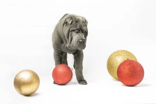 愛らしいシャーペイ子犬は白い背景に隔離された 赤と黄金のクリスマスの装飾の横にある暗い灰色のSharpei 3歳の犬 明けましておめでとうございます — ストック写真