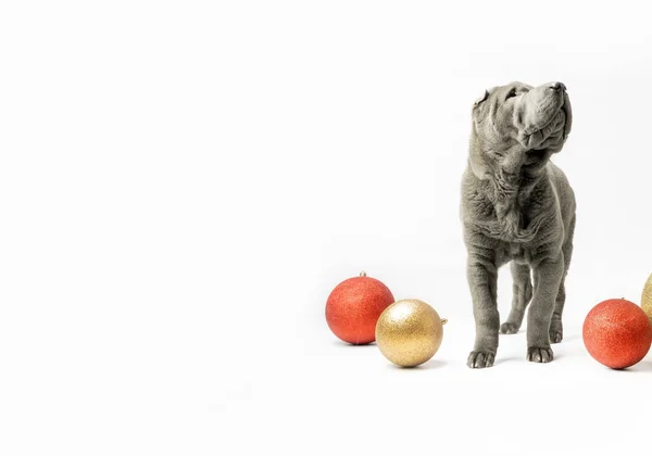 Adorable Shar Pei Puppy Isolated White Background Dark Grey Sharpei — Stockfoto