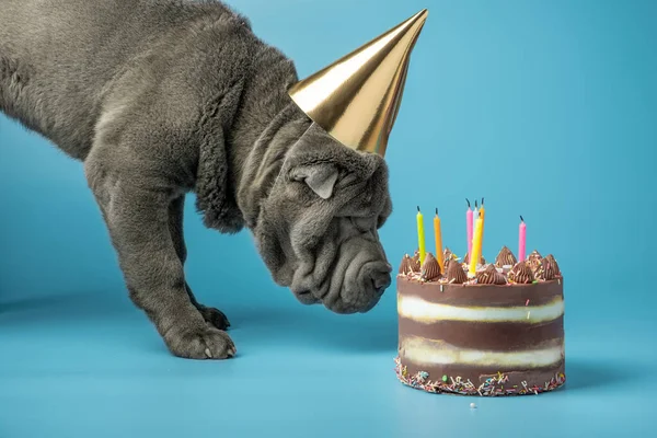 可爱的Shar Pei小狗 蓝色背景上戴着金色的帽子 深灰色的沙佩犬在一个点着蜡烛的蛋糕旁边庆祝它的生日 狗的概念生日聚会 — 图库照片