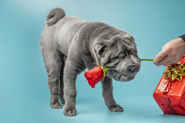 可爱的Shar Pei小狗在蓝色背景 灰色的沙佩犬牵着红色的玫瑰 在红色的包装纸上和金色的蝴蝶结在一起 情人节快乐 送给心爱的人 — 图库照片