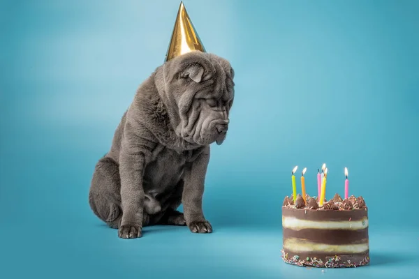可爱的Shar Pei小狗 蓝色背景上戴着金色的帽子 深灰色的沙佩犬在一个点着蜡烛的蛋糕旁边庆祝它的生日 狗的概念生日聚会 — 图库照片