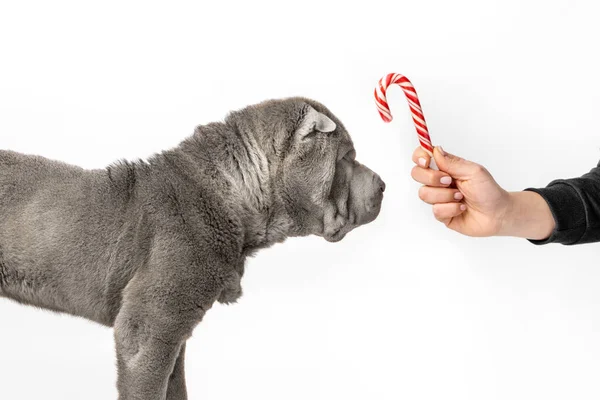 可爱的Shar Pei小狗在白色的背景上被隔离 女人手把圣诞糖果手杖给了一只深灰色的夏培狗 新年快乐的背景 — 图库照片