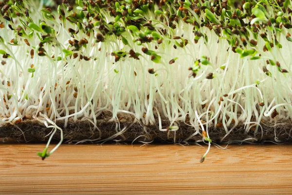 Macro Shot Alfalfa Microgreen Sprouts Bamboo Wooden Board Textured Background — Stockfoto
