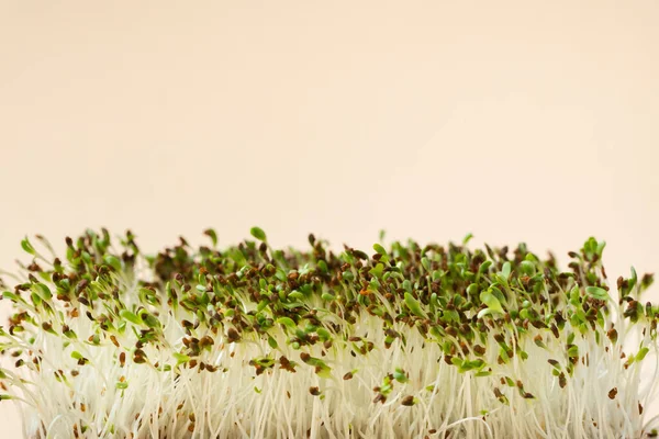 Macro Shot Alfalfa Microgreen Sprouts Bamboo Wooden Board Beige Background — Stockfoto