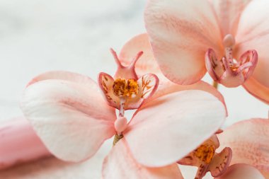 Making edible orchid sugar flowers with powdered dyes on the white marble background. Macro shot