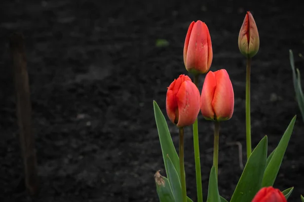 Fleurs Tulipes Rouges Isolées Sur Fond Noir — Photo