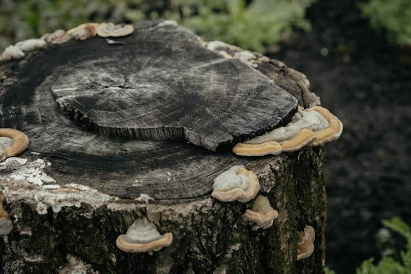 Alter Baumstumpf Übersät Mit Pilzen Wilde Natur Wald — Stockfoto