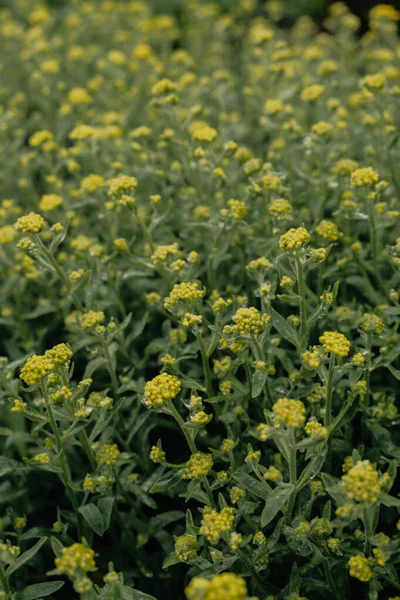 Prachtige Gele Veldbloemen Het Groene Gras Zachte Wilde Bloemen Weide — Stockfoto