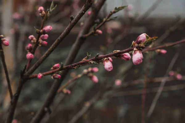 Close up of brunch with pink spring blossom swaying in the wind. Bud break of the peach fruit tree. Macro shot