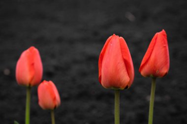 Siyah arkaplanda kırmızı lale çiçekleri izole edilmiş..