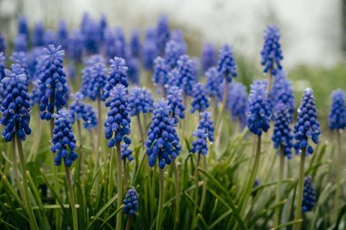 Çayırda açtığı yumuşacık lupinlerin makro görüntüsü. Çiçekler yeşil çimlerde, yapraklarında çiy taneleriyle