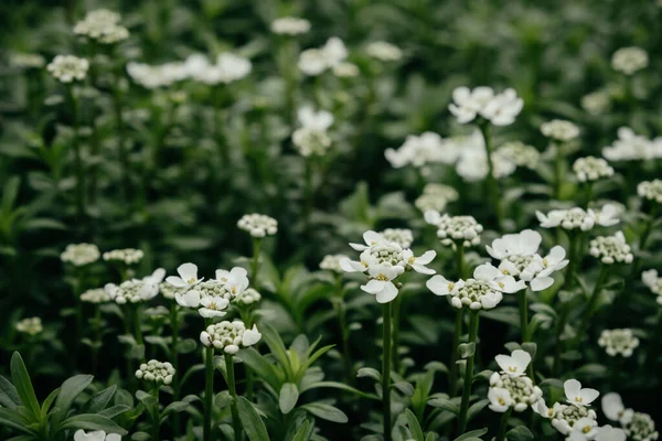 Красиві Квіти Білого Поля Зеленій Траві Ніжні Дикі Квіти Лузі — стокове фото