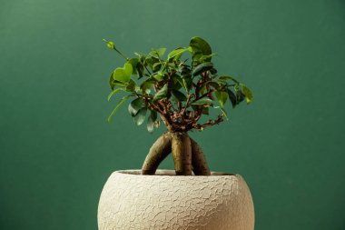 Koyu yeşil arka planda bej kil çömlekte küçük bir ağaç biçimli bonsai bitkisi..