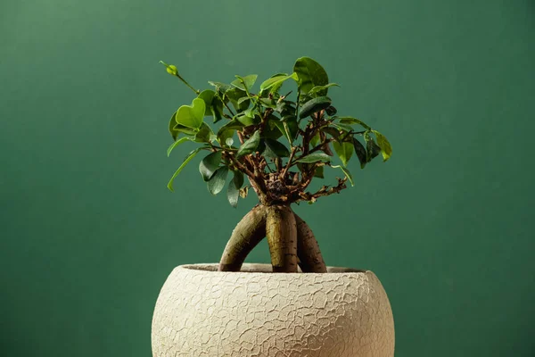 Une Petite Plante Bonsaï Forme Arbre Dans Pot Argile Beige — Photo